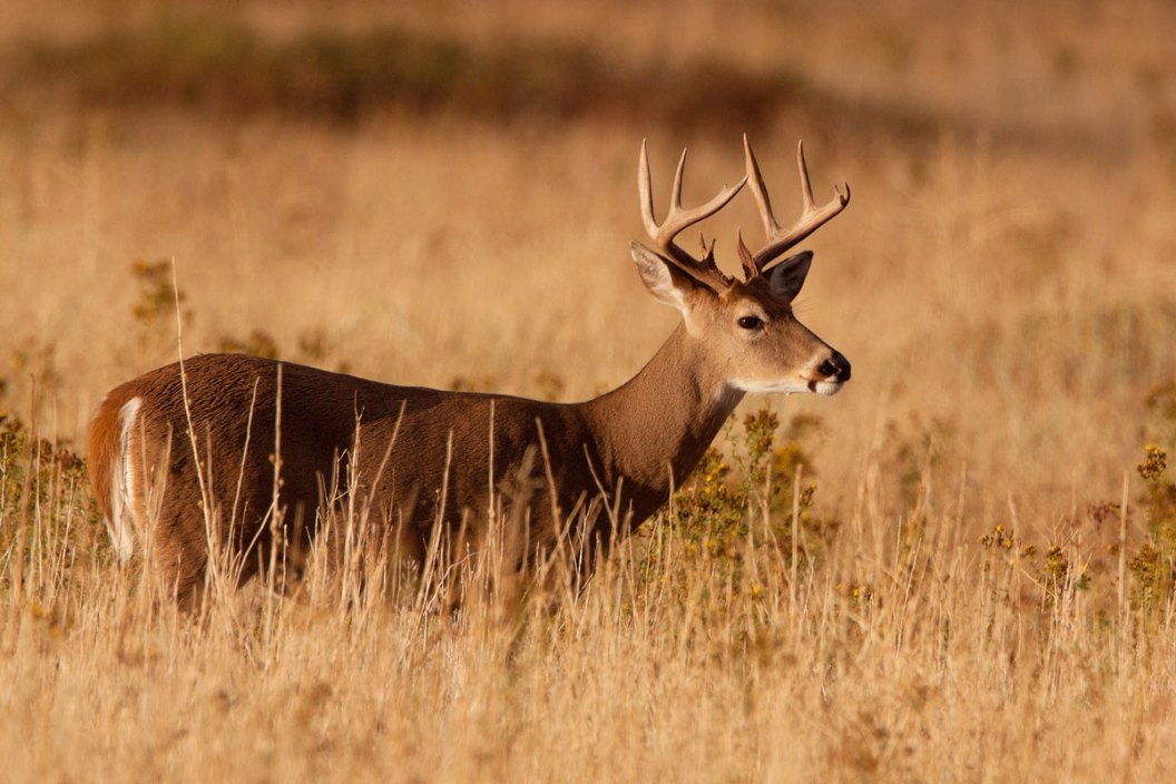 buck
