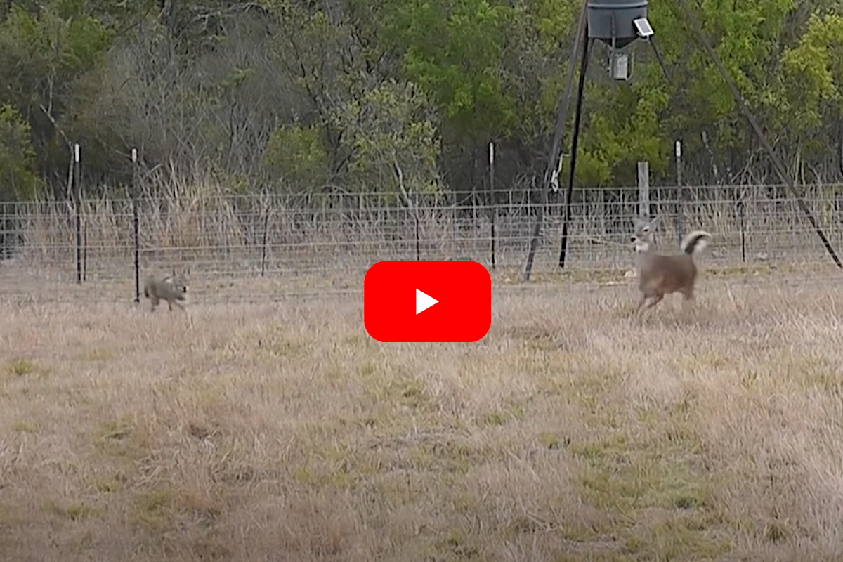 Coyote Attacks a Deer