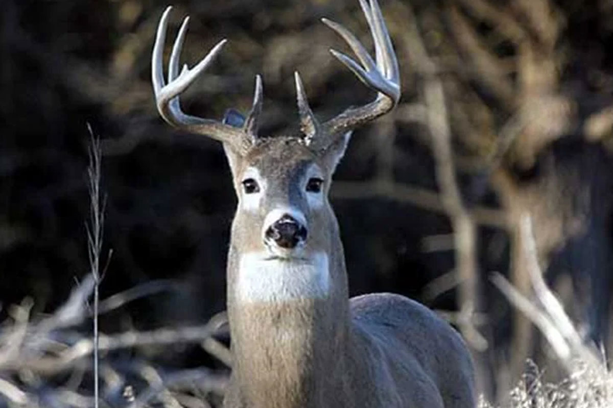 deer