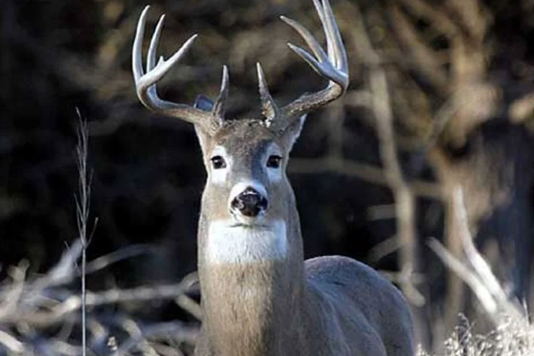 deer