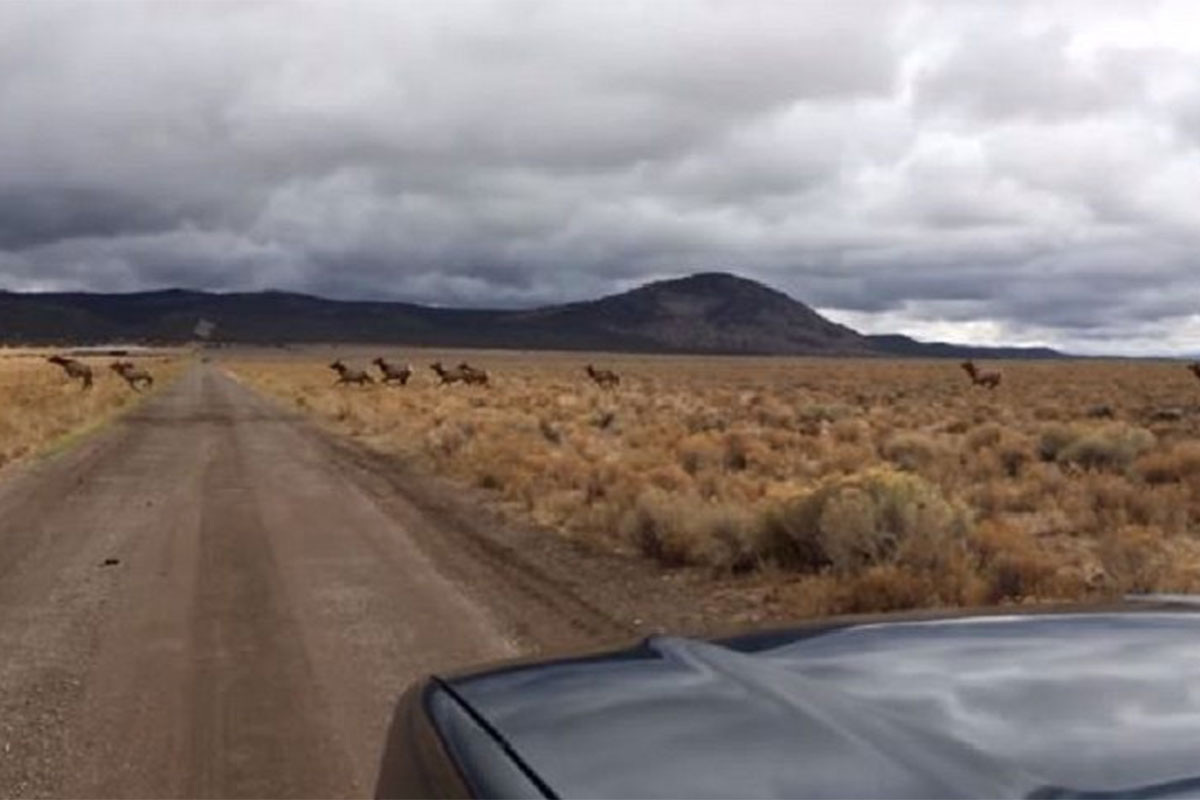 elk trips