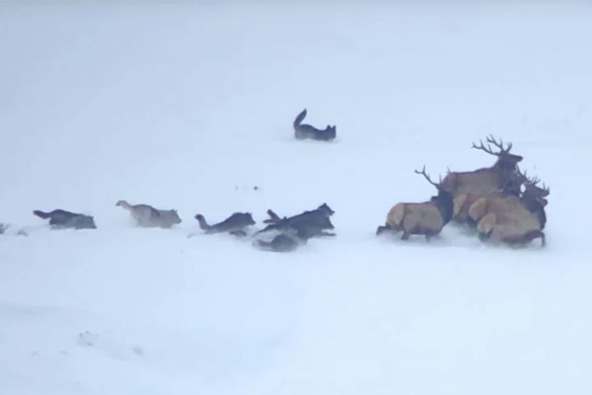 Wolves Help Elk Footage Shows Wolf Pack Attacking a Group of Elk - Wide Open Spaces