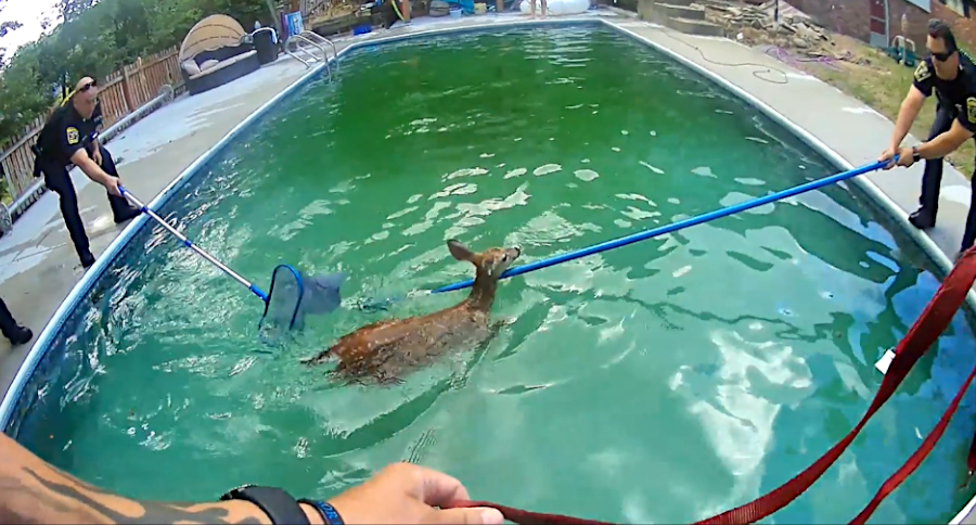 Fawn Rescue