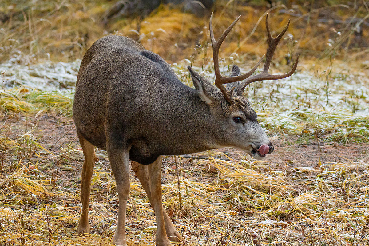 25 DeerHunting Jokes Everyone Can Laugh At Wide Open Spaces
