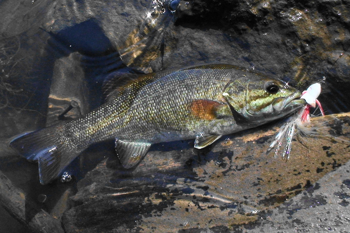 Fly Fishing For Bass