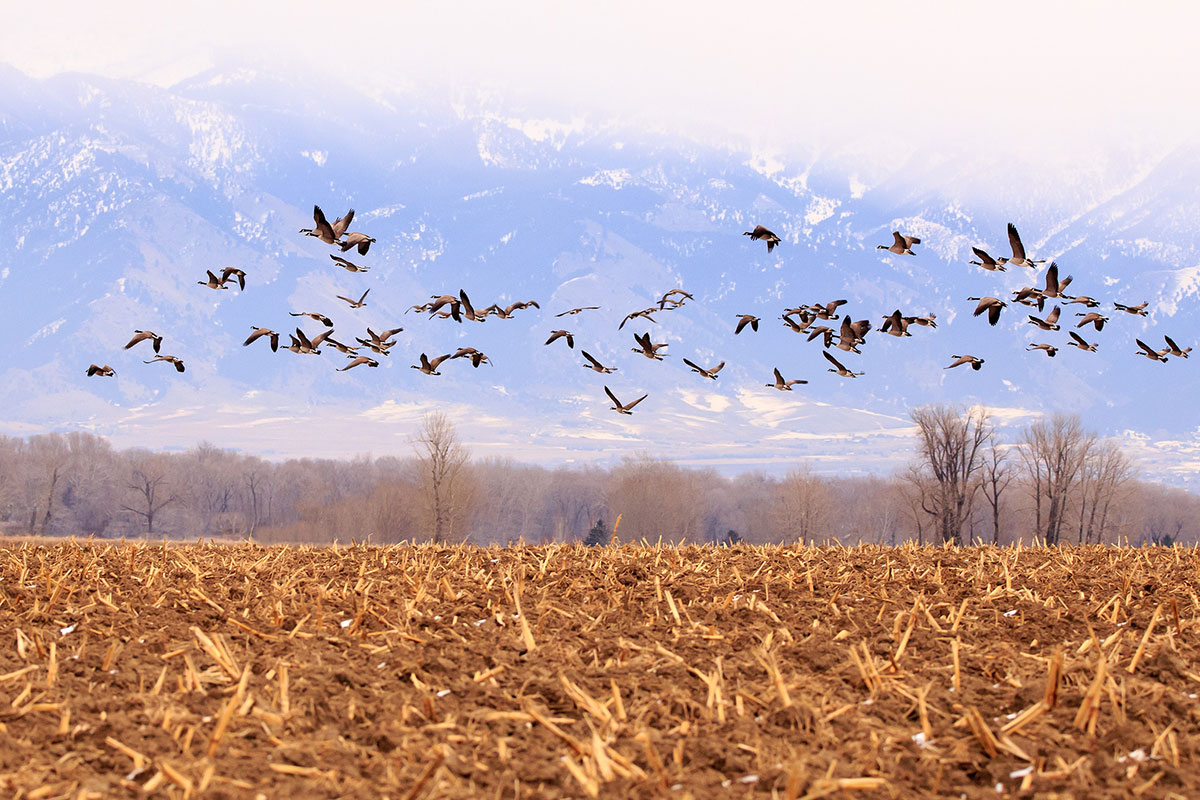 Goose Hunting Shotguns 4 of the Best Picks Wide Open Spaces