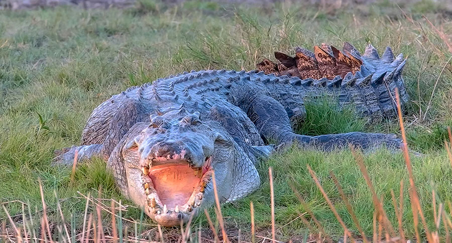 Crocodile Caught In Australia