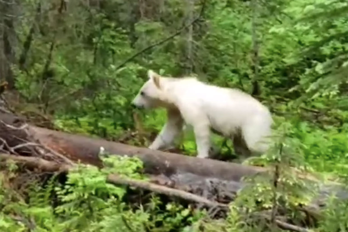 Rare White Grizzly Bear Spotted in British Columbia - Wide Open Spaces
