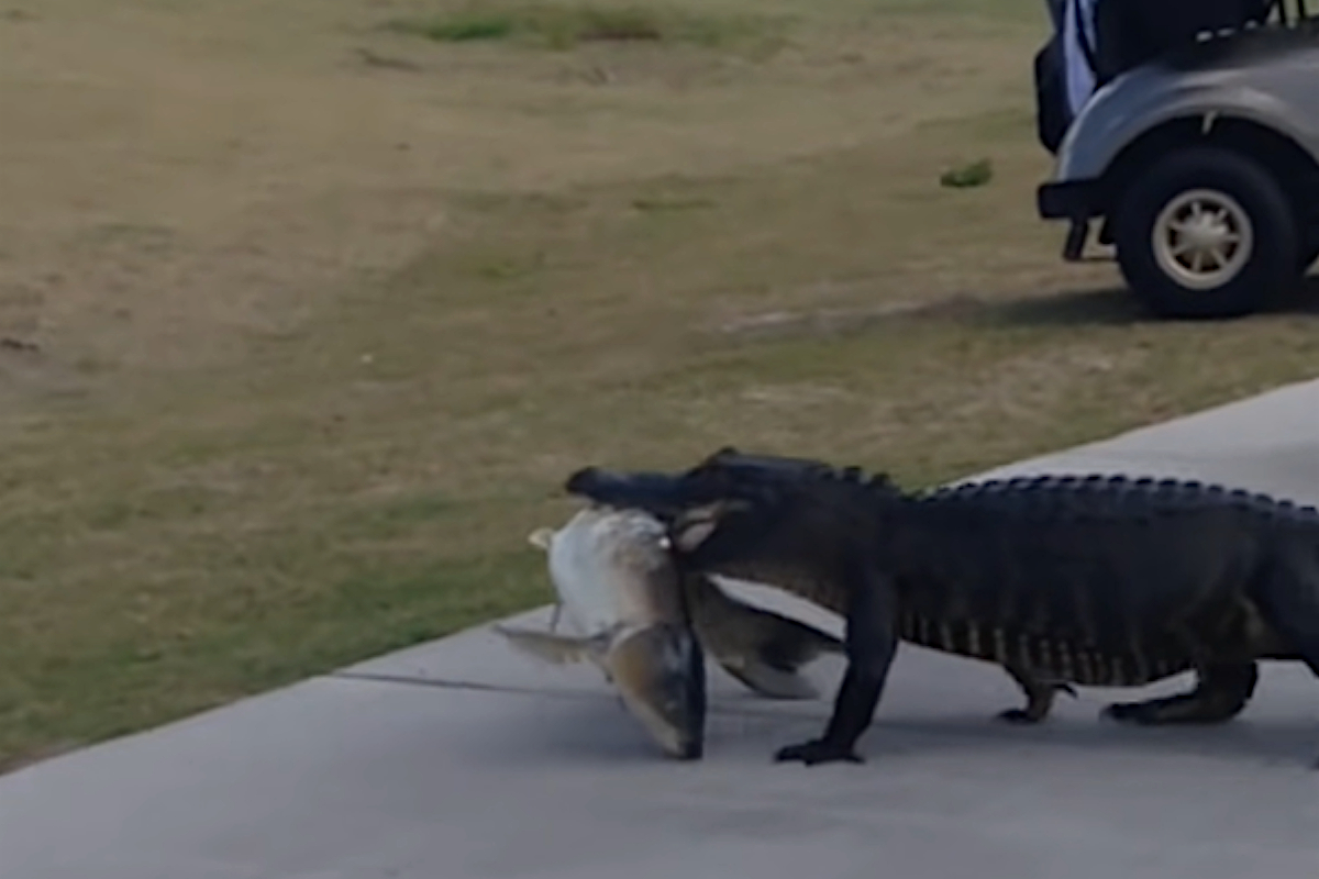 Golf Course Alligator