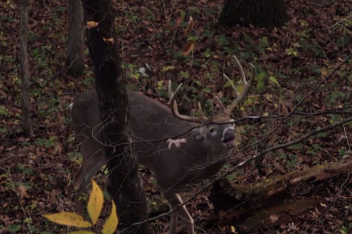 deer grunt