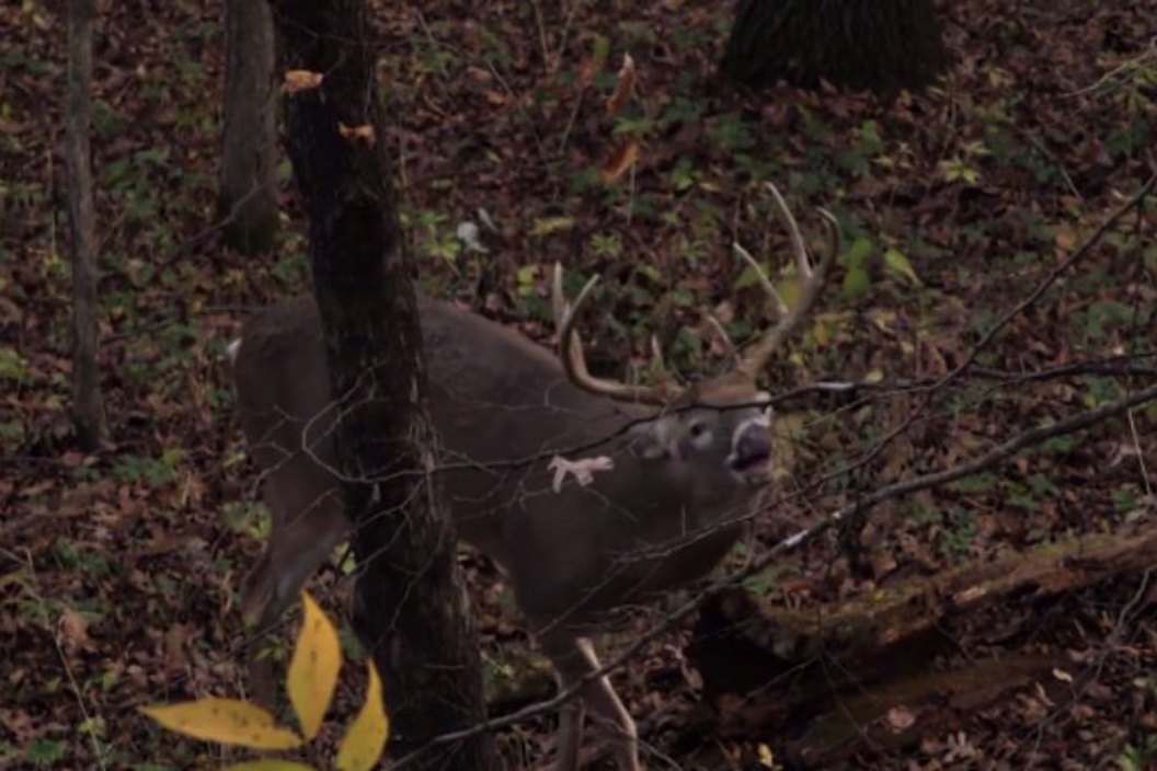 deer grunt