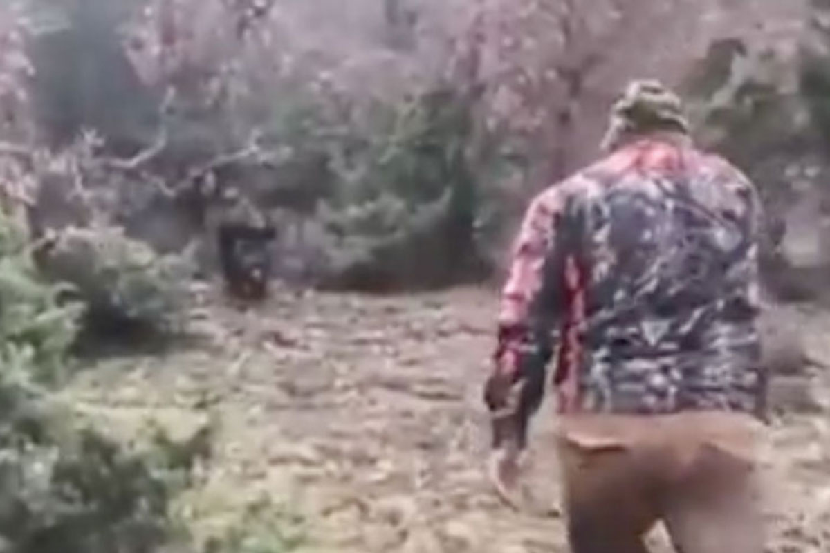 hog hunting