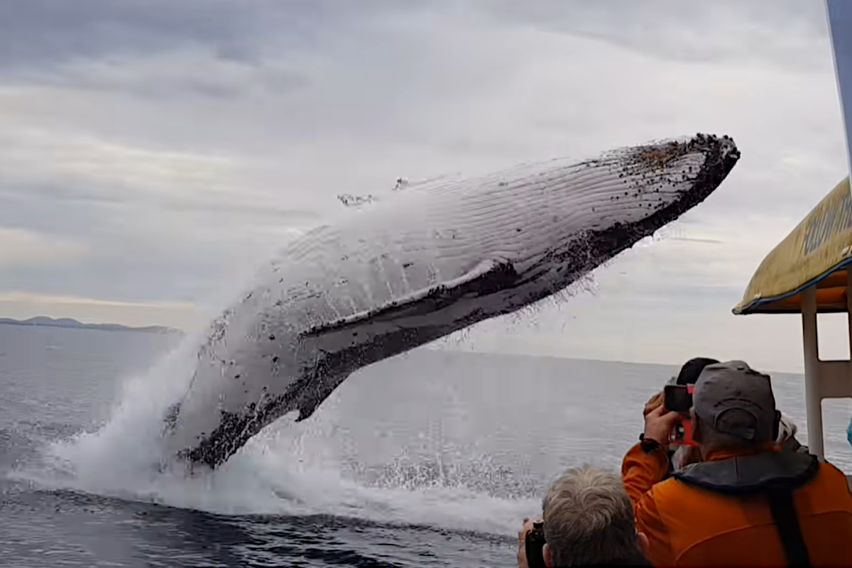 Humpback Whale