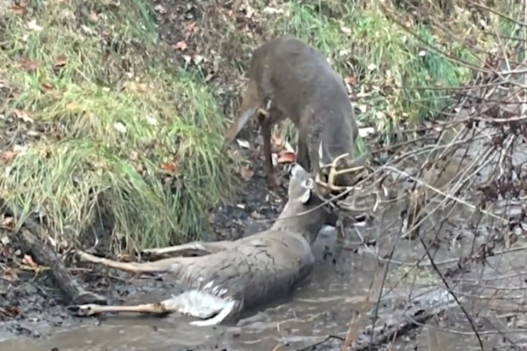 Locked Bucks