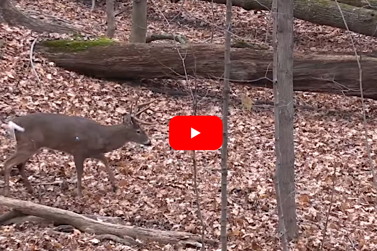 Ohio Whitetail