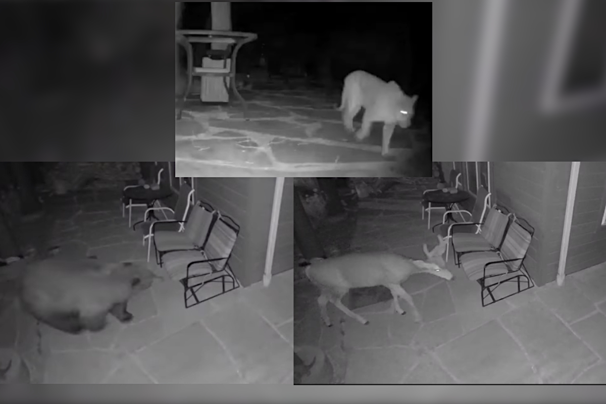 Security Camera