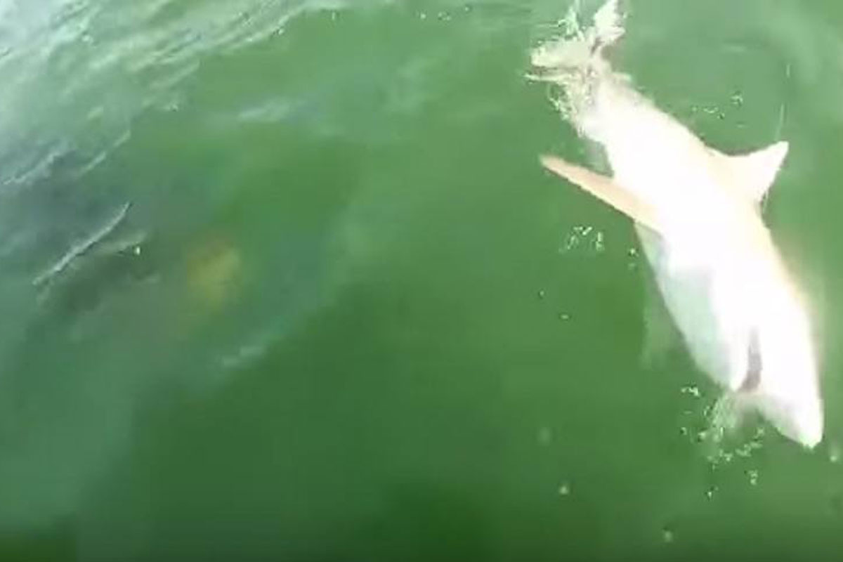 shark