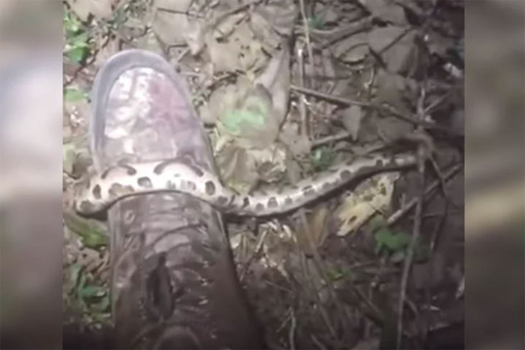 copperhead