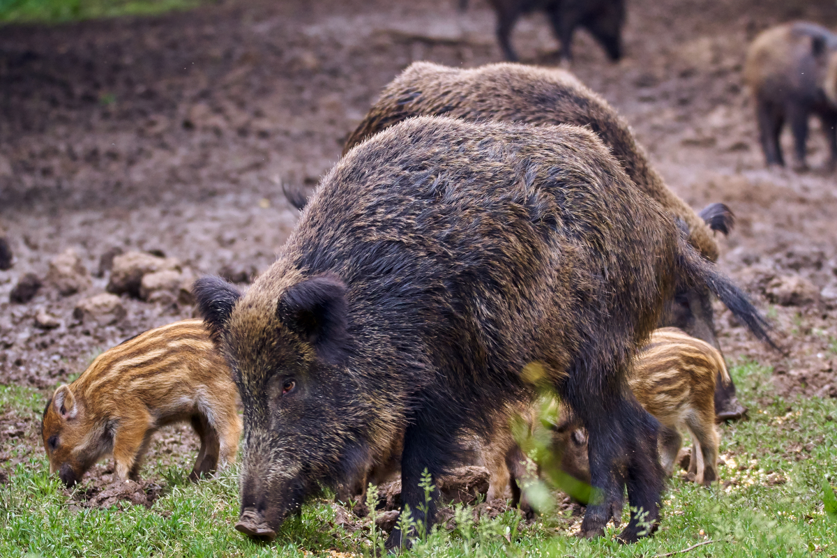 Super Pigs