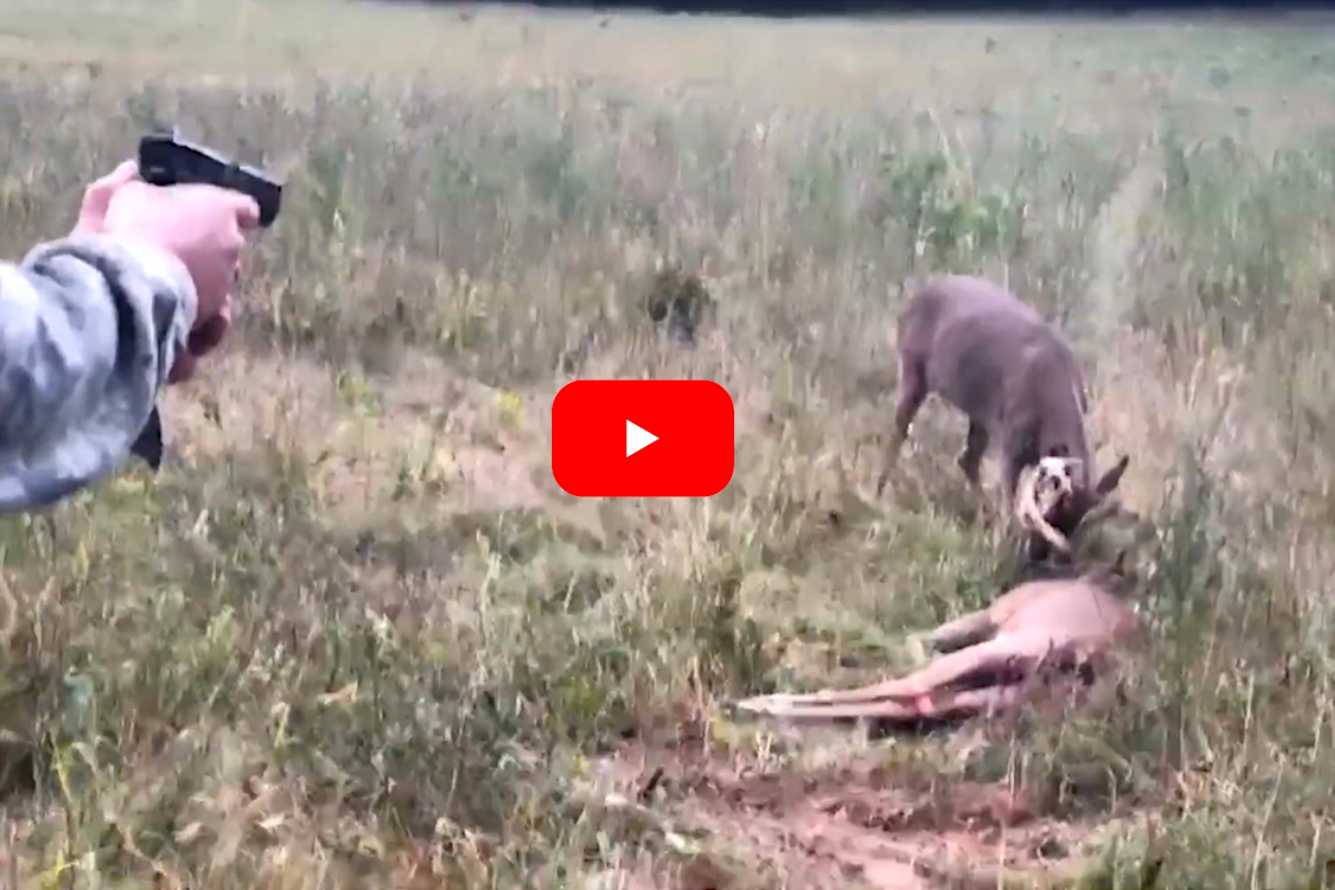 Ted Nugent Locked Bucks