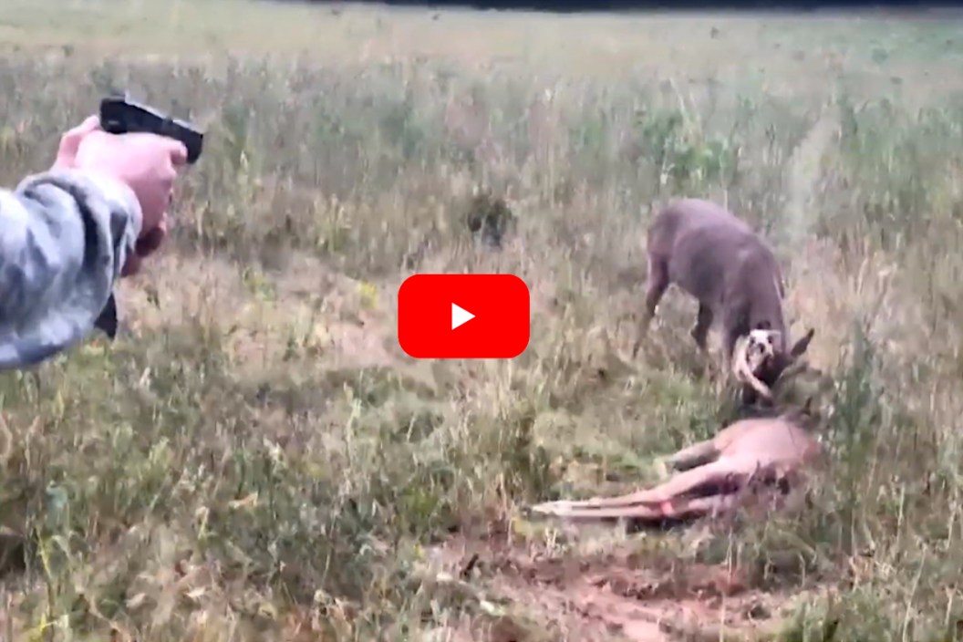 Ted Nugent Locked Bucks