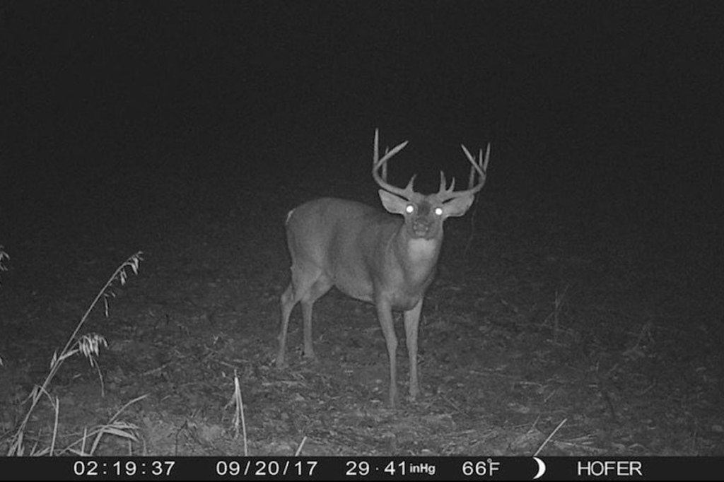 Experiment Leaves Trail Camera Untouched on Public Land for 365 Days Wide Open Spaces