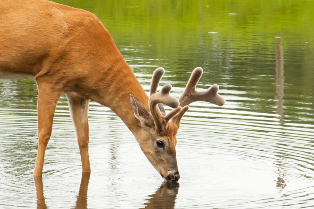 Warm Weather Deer Hunting