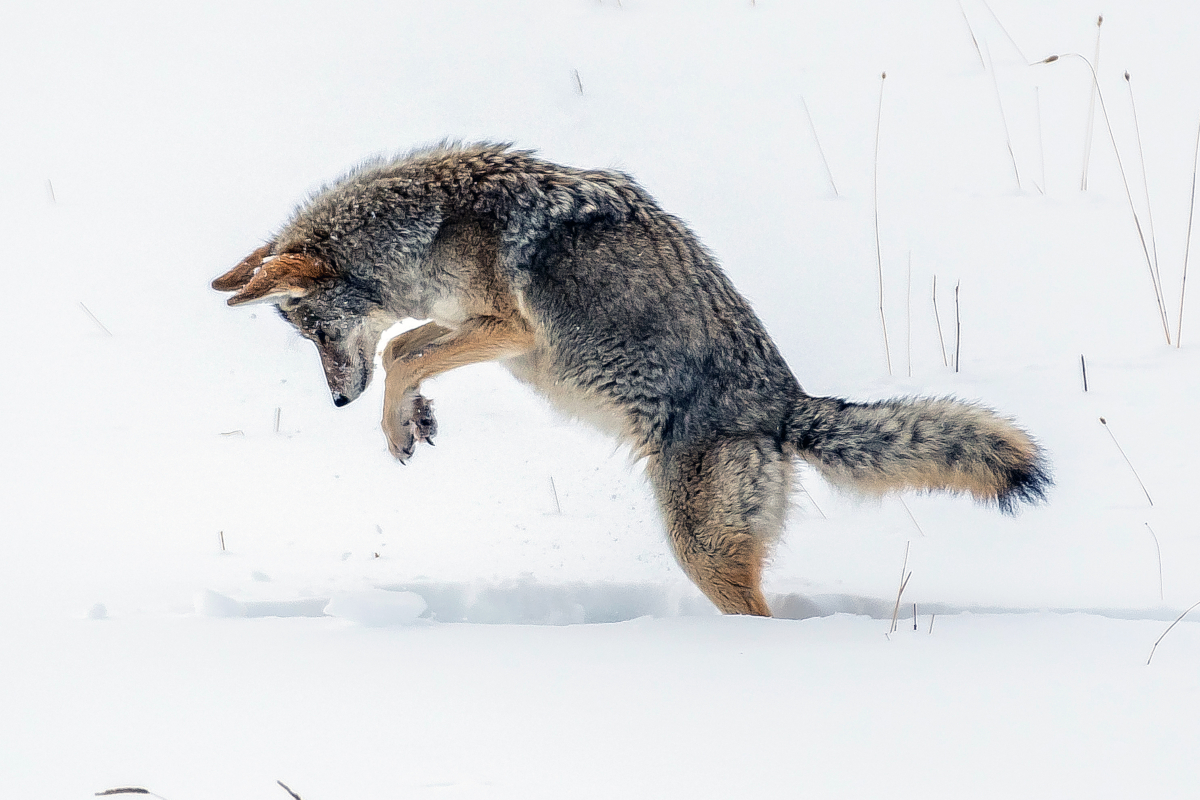 What Do Coyotes Eat? Here, the coyote is pouncing after a small mammal in the snow to prey on.