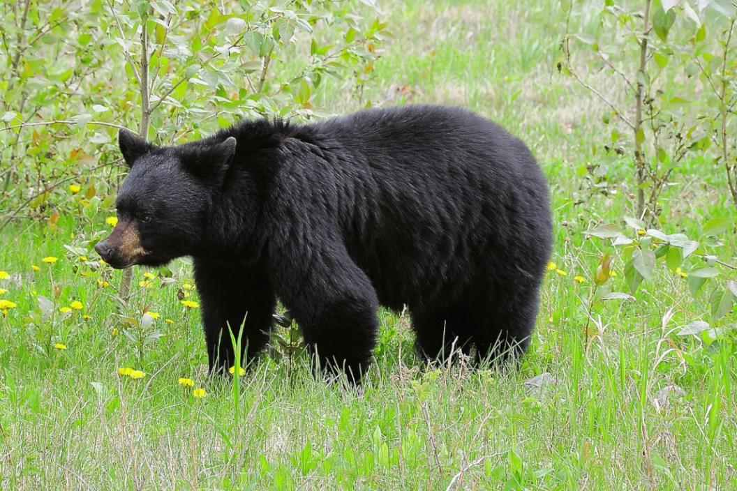 Wisconsin Black Bear