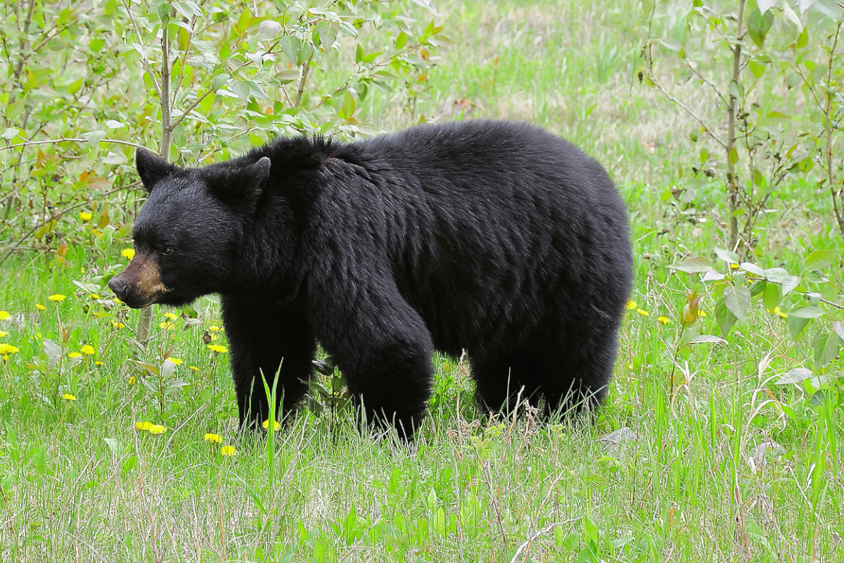 11YearOld Bags Potential State Record, 700Pound Wisconsin Black Bear