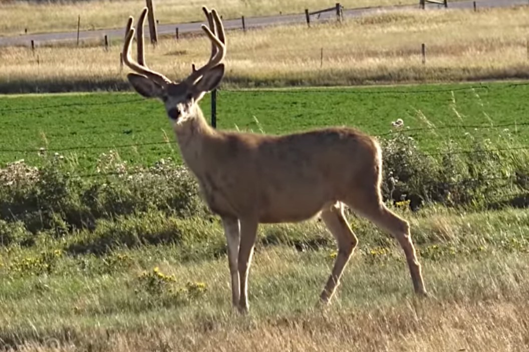 Wyoming Mule Deer