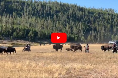 Motorcyclists Caught on Video Riding Near and Harassing Yellowstone