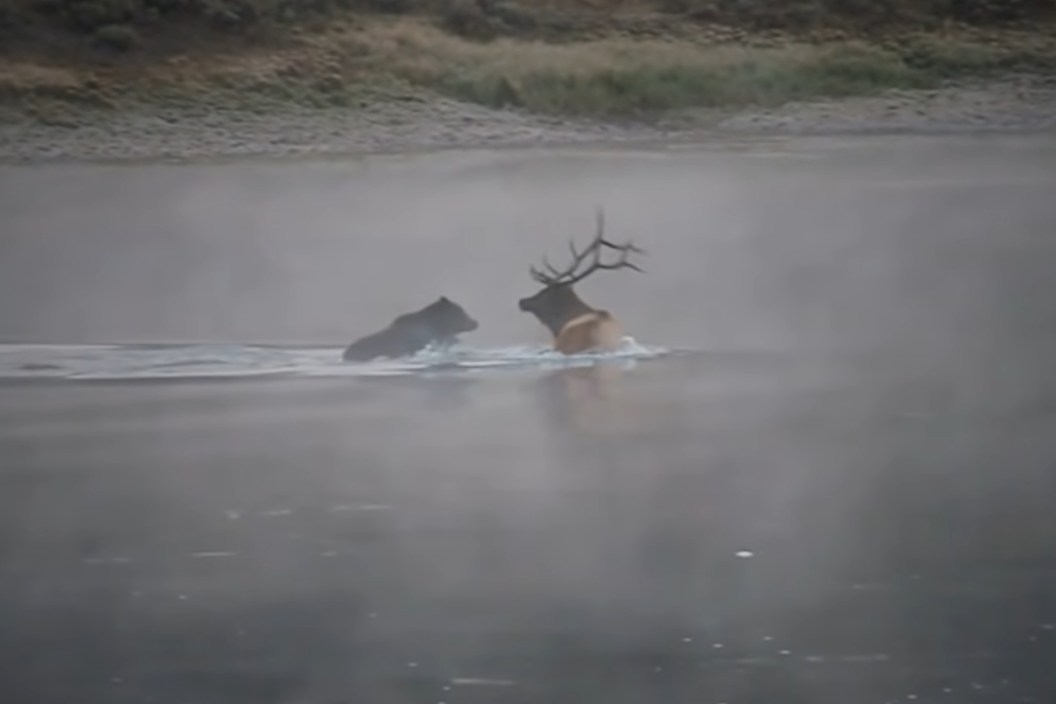 Bear Attacks Elk