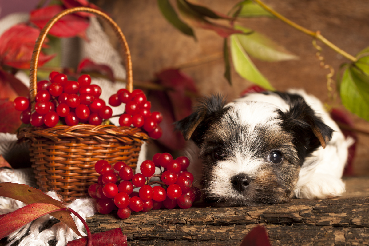 Can Dogs Eat Cranberries? Risk Factors + Health Benefits for Your Pup