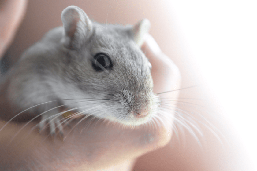 Gerbils Overall Care 3 Reasons Why They re Perfect First Time Pets Gerbils Overall Care 3 Reasons Why They re Perfect First Time Pets