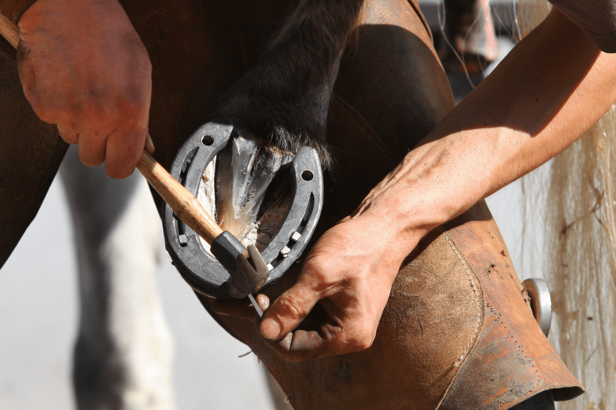 Why Horses Need Horseshoes, Plus Brief History of Shoeing