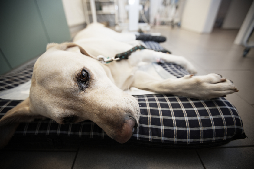 dog getting treatment for head pressing