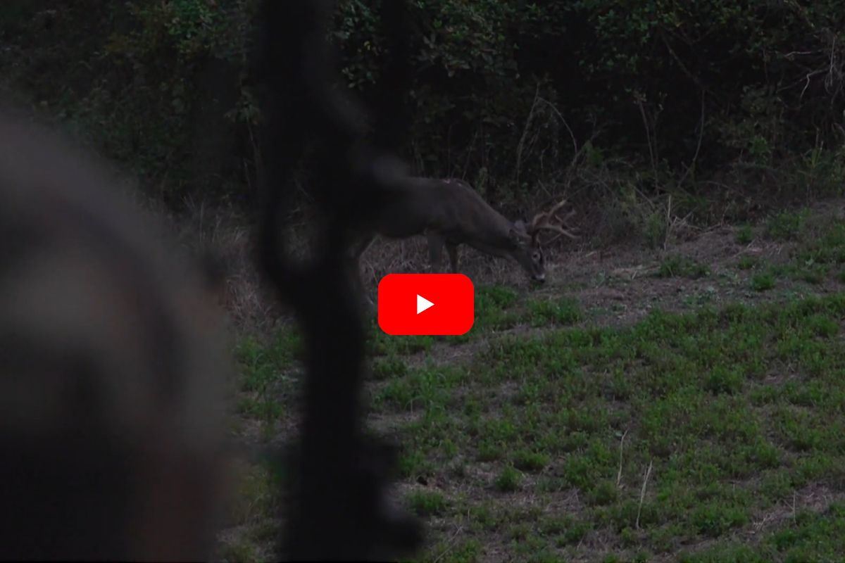 Big Buck