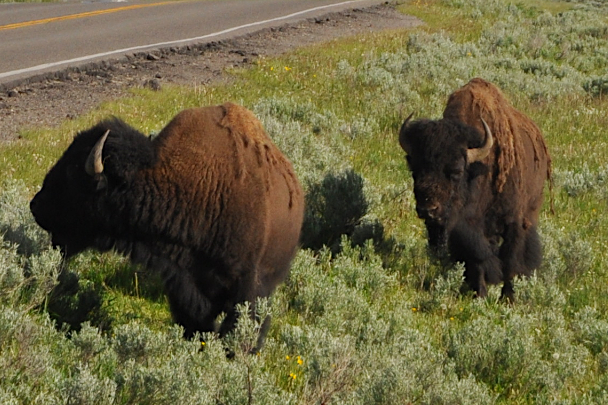 Bison