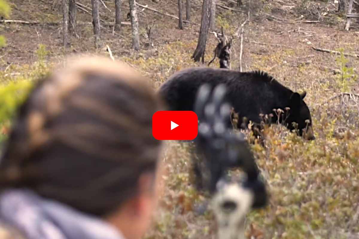 Black Bear