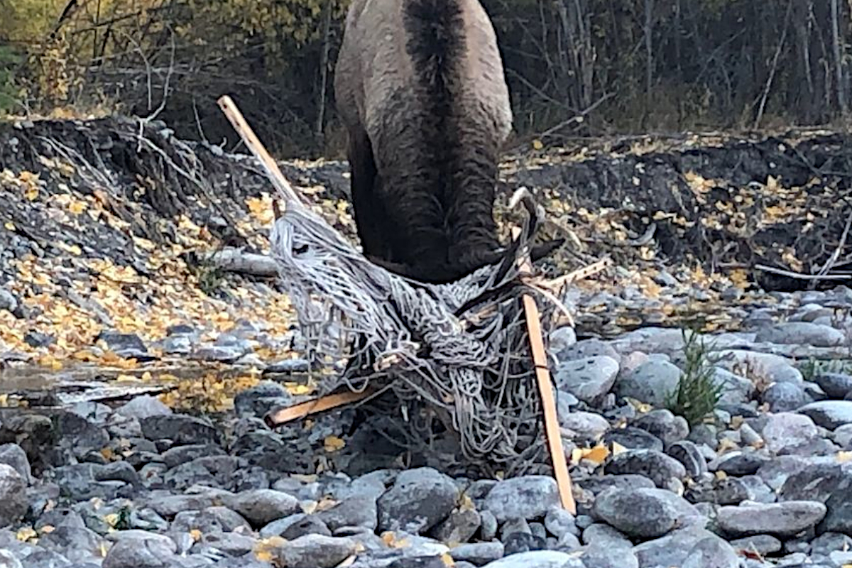 Bull Elk