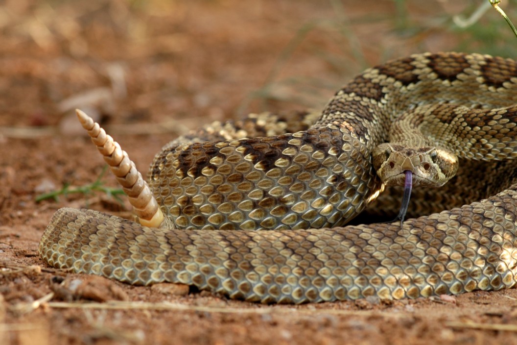 California Snakes