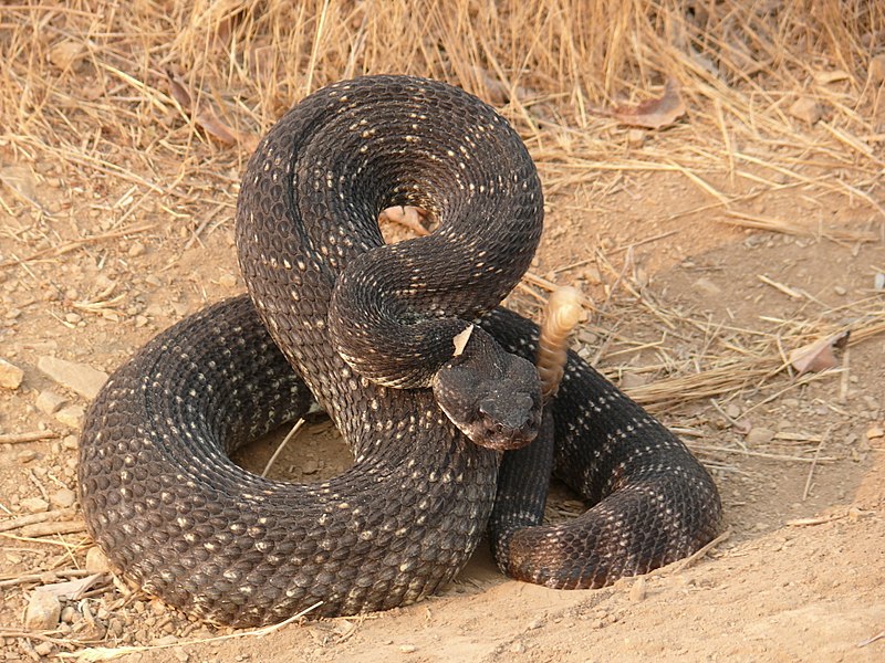 California Snakes