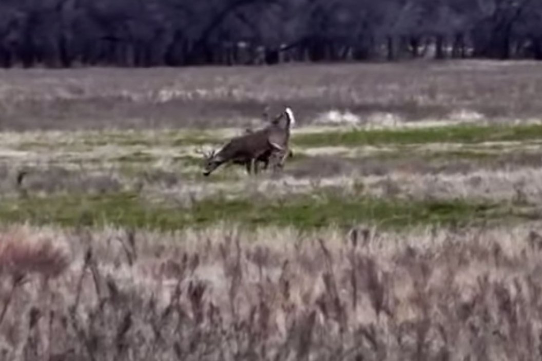 deer rut