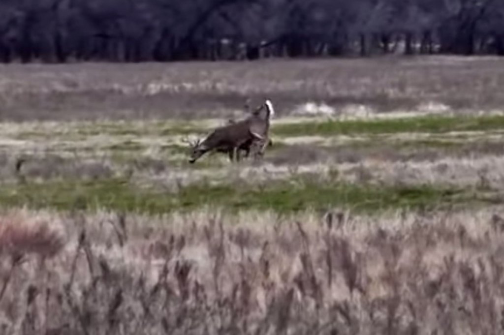 Showdown Between Two Oklahoma Bucks Results In Death For One Wide