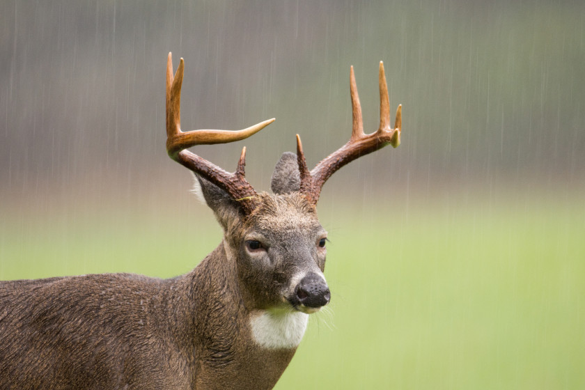 Deer Hunting in the Rain