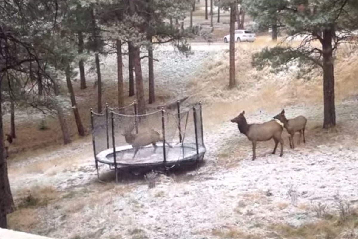 elk trampoline