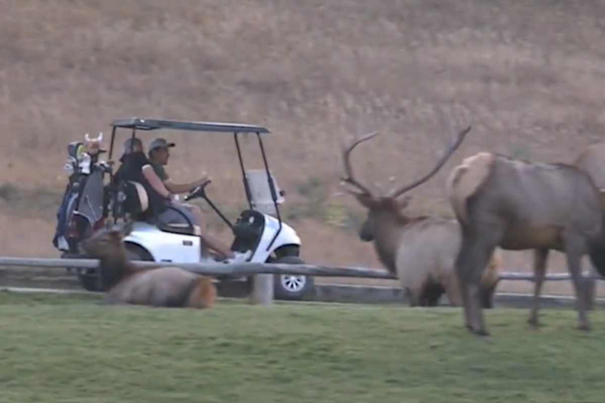 Elk Gores G