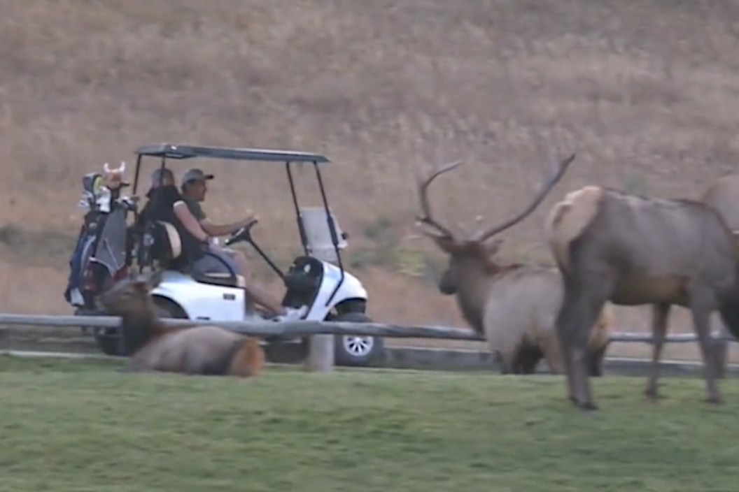 Elk Gores G