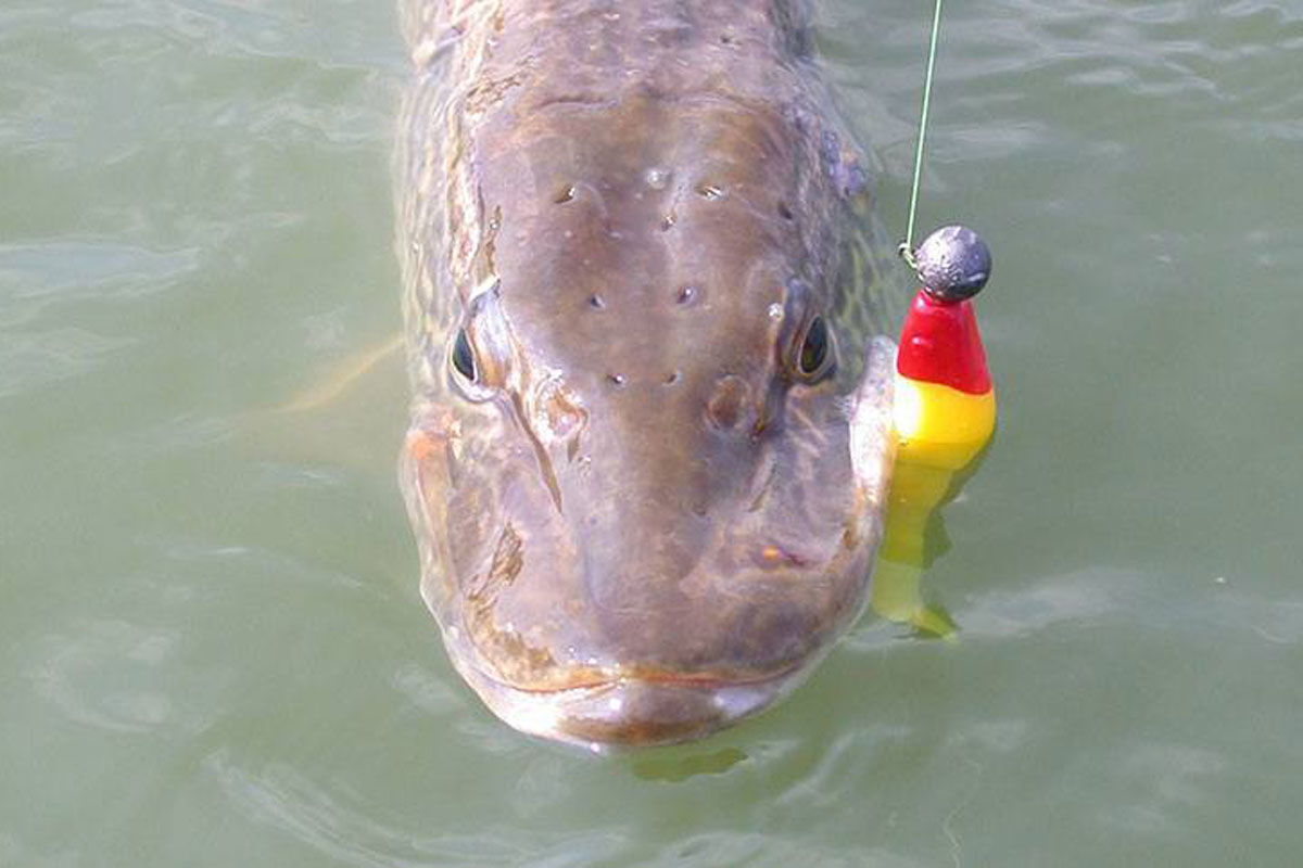 pike fishing